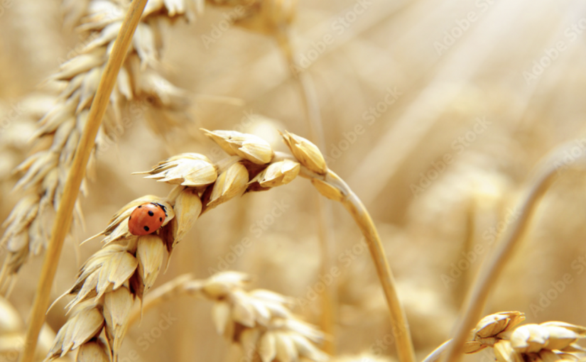 CANCELLED DUE TO COVID – Lammas Workshop and Ritual